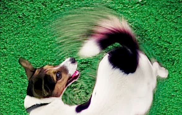 2017 yılı film programları